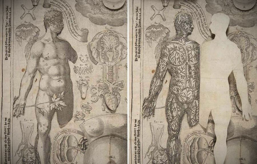 Анатомия старый атлас из 17 - го века | 4