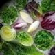 виды листовых салатов фото с названиями