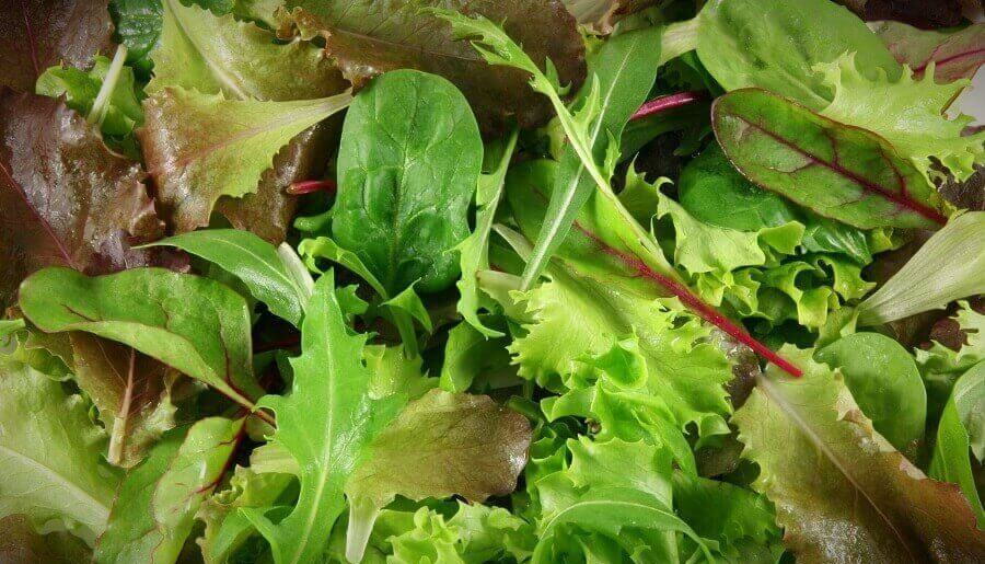 10 популярных видов листовых салатов – польза и вкусовые сочетания | 6